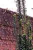 Mahonia x meadia 'Winter Sun', habit