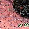 Mahonia x meadia 'Winter Sun', habit