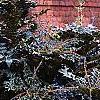 Mahonia x meadia 'Winter Sun', habit