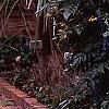 Mahonia x meadia 'Winter Sun', habit