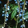 Mahonia x meadia 'Winter Sun', fruit