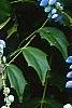 Mahonia x meadia 'Winter Sun', fruit