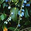 Mahonia x meadia 'Winter Sun', fruit