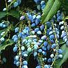 Mahonia x meadia 'Winter Sun', fruit