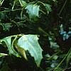 Mahonia x meadia 'Winter Sun', fruit