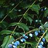 Mahonia x meadia 'Winter Sun', fruit