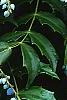 Mahonia x meadia 'Winter Sun', fruit