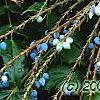Mahonia x meadia 'Winter Sun', fruit