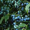 Mahonia x meadia 'Winter Sun', fruit