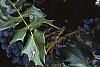 Mahonia x meadia 'Winter Sun', fruit