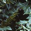 Mahonia x meadia 'Winter Sun', fruit