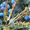 Mahonia x meadia 'Winter Sun', fruit