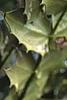 Mahonia x meadia 'Winter Sun', fruit
