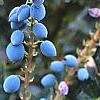 Mahonia x meadia 'Winter Sun', fruit