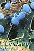 Mahonia x meadia 'Winter Sun', fruit