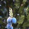 Mahonia x meadia 'Winter Sun', fruit