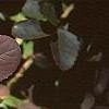 Berberis repens, fall color