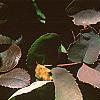 Berberis repens, fall color