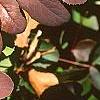 Berberis repens, fall color