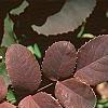Berberis repens, fall color
