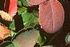 Berberis repens, fall color