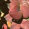 Berberis repens, fall color