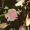 Berberis repens, fall color