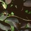Berberis repens, fall color