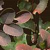Berberis repens, fall color
