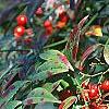 Nandina domestica, fruit