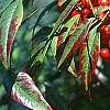 Nandina domestica, fruit