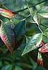 Nandina domestica, fruit