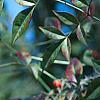 Nandina domestica, fruit