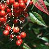 Nandina domestica, fruit