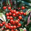 Nandina domestica, fruit