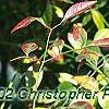 Nandina domestica, fruit