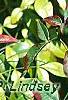 Nandina domestica, fruit