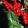 Nandina domestica, fruit