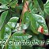 Nandina domestica, fruit