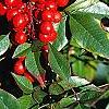 Nandina domestica, fruit