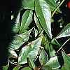 Nandina domestica, fruit