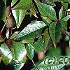 Nandina domestica, fruit