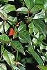 Nandina domestica, fruit