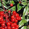 Nandina domestica, fruit
