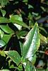 Nandina domestica, fruit