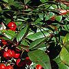 Nandina domestica, fruit