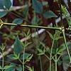 Nandina domestica var. leucocarpa, flowers