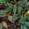 Nandina domestica var. leucocarpa, flowers
