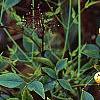 Nandina domestica var. leucocarpa, flowers