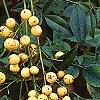 Nandina domestica var. leucocarpa, flowers